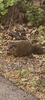 What's this rodent? (CA) : r/animalid