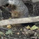 Is this a muskrat or groundhog? : r/animalid