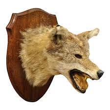 Vintage Jackal Shoulder Trophy Mount Oak Wall Plaque Taxidermy Mancave Decor | Chairish