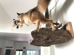 Coyote chasing pheasant forever rare taxidermy will also trade for road bike for Sale in Tucson, AZ - OfferUp