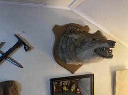 Does anyone know how to tell how old this mount is? I lightly push on it and I can feel it's a bit squishy. Like sawdust or something. : r/Taxidermy