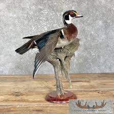 Wood Duck Taxidermy Bird Mount For Sale - Creel Taxidermy