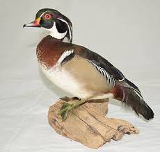 A Taxidermy Mallard Duck