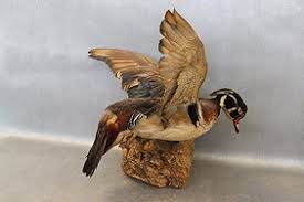Taxidermy Wood Duck
