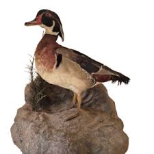 CAPE TEAL DUCK MOUNT PAIR - Pan African Art Tour