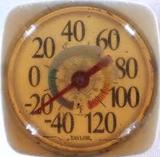 Basking tree | Back Yard Biology