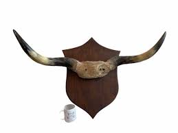 Vintage French Extra Large Cow Bull Horn Taxidermy Skull Head Horns on Heavy Wooden Plaque Bovine Trophy Circa 1960-70's / English Shop - Etsy
