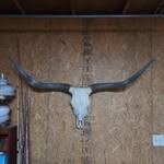 Deer Skull Mount - Nex-Tech Classifieds