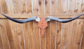 3ft 10in Cowskull Longhorn wall mount wood skull real horns Modern Western Decor | eBay