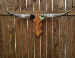3ft11in Cowskull Longhorn Wall Mount wood Bullskull real ...