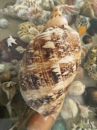 SEASHELL Cymbiola Magnifica 270mm 555gr EXTREMELY RARE HUGE SIZE Beauty Design! | eBay