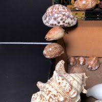 A Rare Cabinet of Wonders 1840s Shell Collection in Mid 19th c. Decoupage Sarcophagus Box with Handwritten Note: Sturgis Antiques