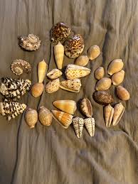 Stunning Collection of Sea Shells, Cowries and Cones Plus Others! Min of 30+ Shells + - Etsy Israel