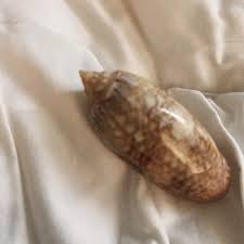 Beautiful Rare sea shell one of a kind from Hilton head island