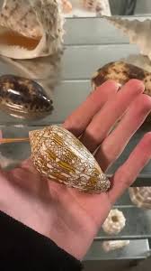 Textile Cornsnail | TikTok