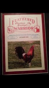 Blue Albany Gamefowl | TikTok