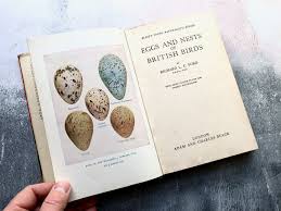 Vintage Eggs & Nests of British Birds by RLE Ford 1967 ...