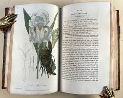 Medical botany | Stephenson, Churchill