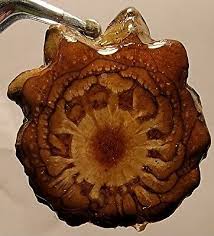 Rare and Unique Knobcone Slice Pendant! | eBay