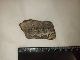 Found in Carpathian mountains near river, Ukraine. Idk if thats possible to tell exact species of this fish, but if you know anything about it i would be thankful to know. :