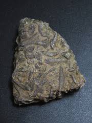 Ordovician Brachiopod - Member Collections - The Fossil Forum