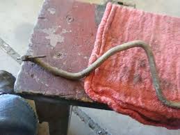 TRI 5 Chevy,Olds,Buick GM TRI POWER Kickdown Shift Rod ...