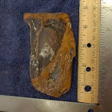 PETRIFIED FOSSIL WOOD BANDING COLORADO D1 BASIN PALEOCENE ...