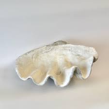 Giant Clam Shell – House Parts, Inc.