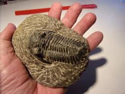 Collectible Fossilized Trilobite In Stone - 2 1/2" - $12 s/h | eBay