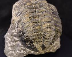 Authentic PHACOPS RANA Trilobite Old Private Collection From the 70s-80s. No Retouching. Very Well Preserved Rare Piece. PHACOPS-PR5 - Etsy