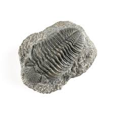 Lot - TWO PALEOZOIC TRILOBITE FOSSILS, PHARCOPS, PREPARED, ORDOVICIAN TO LATE SILURIAN 460 MILLION YEARS AGO - 419.2 MILLION YEARS AGO