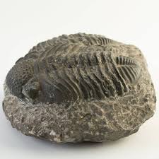 Moroccan Fossil Trilobite #2