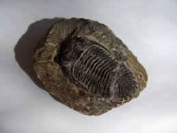 Fossilization Flashcards | Quizlet