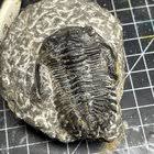 Is this trilobite real? : r/FossilHunting