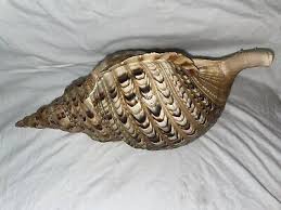 Huge Rare Triton Sea Shell From The Philippines | eBay