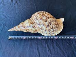 Large Conch Shell | eBay Australia