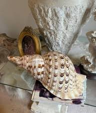 2000s Collectable Shells for sale | Shop with Afterpay | eBay Australia