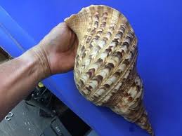 Large Univalve Seashell 13” Long Unidentified Type ? | eBay