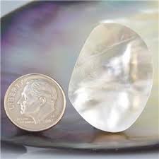 Pinctada South Sea Mother-of-Pearl Oyster Blister Pearl in ...