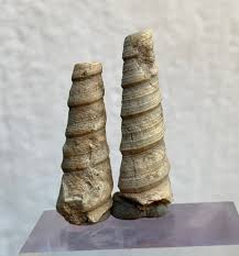 25 Carat Turritella Fossil any of several species of ...