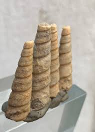 36 CT Lot Of 4 Pics Turritella Fossil any of several species ...