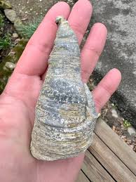 Large horn coral fossil found in Monroe Co, Indiana creek