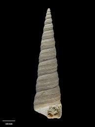 marine snail, Zeacolpus (Stiracolpus) blacki Marwick, 1957 ...