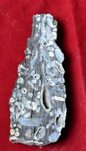 Teredo (Ship worm) in fossil wood - JSD FOSSILES