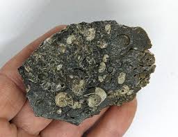 6.5 Cm Ammonite Bed Section Found on the Jurassic Coast ...