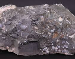 Fossil Ammonites Scaphites Multiple W Other Sealife 6.8 ...