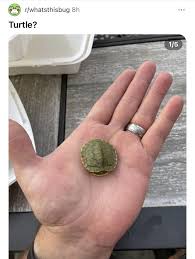 on "What's this bug?" insect ID subreddit.. a turtle? my favorite bug tbh : r/lostredditors