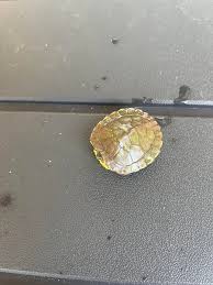 Baby Turtle found in my pool south Florida : r/animalid