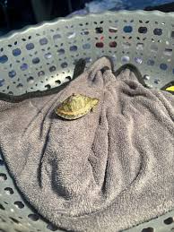 This baby turtle needs help!! : r/turtle