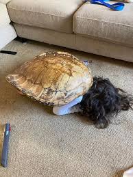 What is this turtle shell my friend inherited : r/Whatisthis